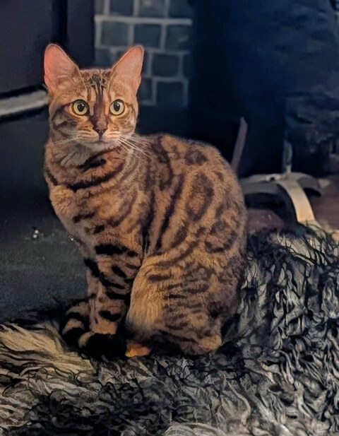 Freyja, a spotted Bengal cat, sitting by the fire