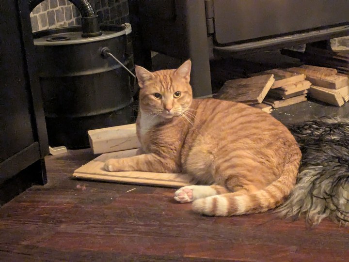 Thor, a large orange tabby Maine Coon mix